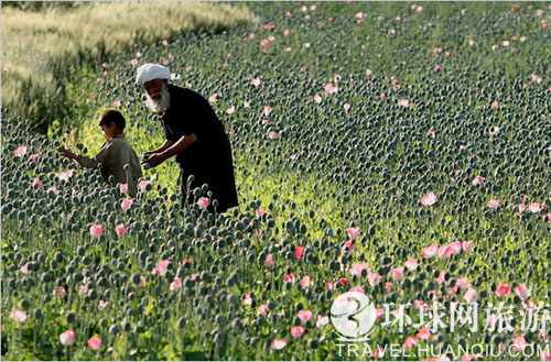 探秘阿富汗最大罂粟种植地