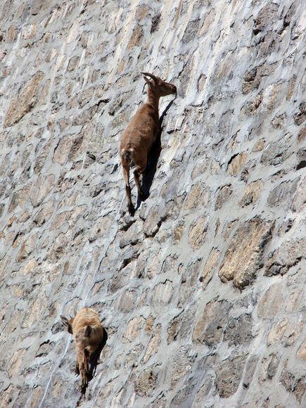 意大利野山羊为获取盐攀爬近乎垂直水坝