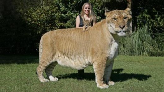 世界最大狮虎兽亮相 体重达800斤[图]