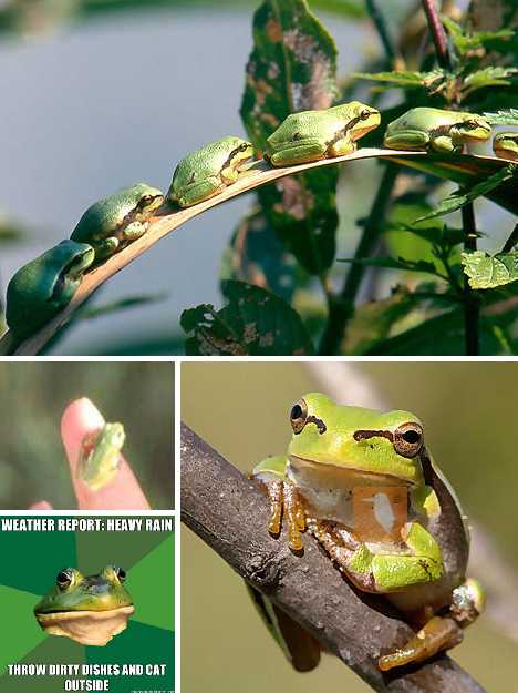 在很多年前的德国,孩子们能捉到一种叫"laubfrosch"的温带树蛙