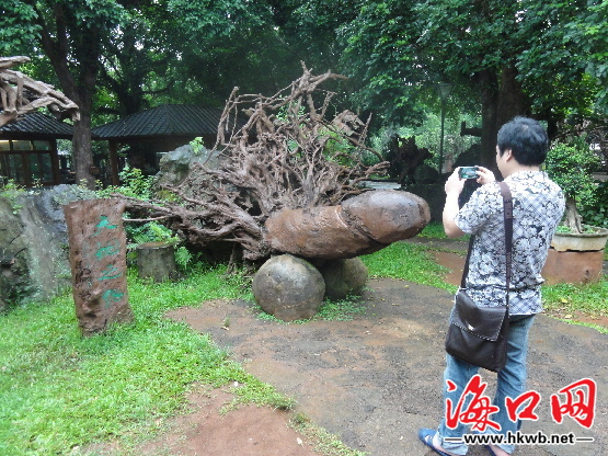 海口火山口公园性器官根雕引热议 景区:远古文化