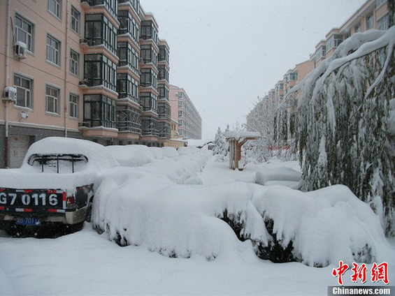 蔚县梧桐苑小区内,绿化树树枝被大雪压断,砸到树下停放的小轿车上.