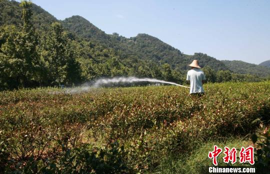 杭州龙井茶叶遭遇旱情，早晚喷灌为茶叶“降温” 李晨韵 摄