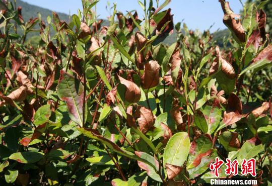 杭州龙井茶叶遭遇旱情，早晚喷灌为茶叶“降温” 李晨韵 摄