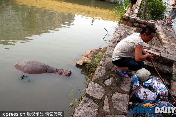 一只2噸多的河馬順著水流“越獄”翻出圍欄，游至公園外圍的河流內(nèi)