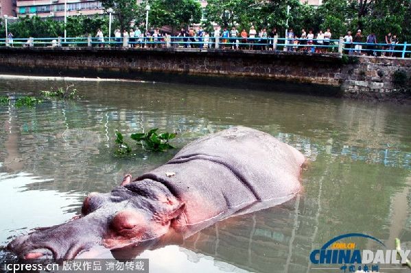 一只2噸多的河馬順著水流“越獄”翻出圍欄，游至公園外圍的河流內(nèi)