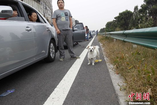 车主停车遛狗