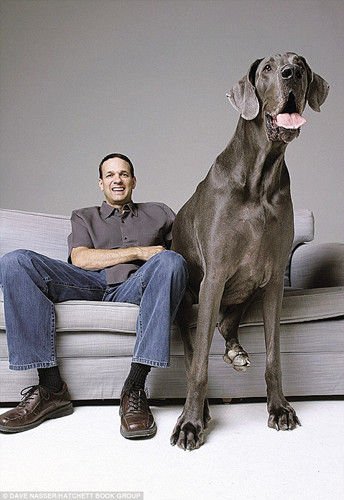 世界最高大狗在美国去世身高可比肩姚明图