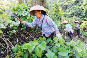 强盗植物破坏生态平衡三亚围剿捕杀