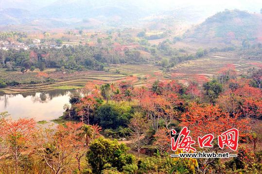 昌江木棉紅引八方游客