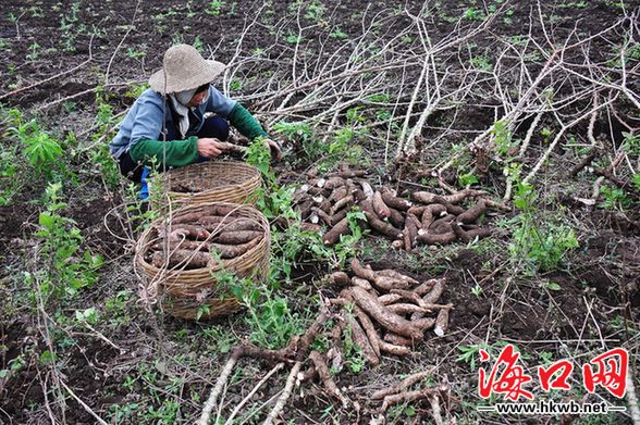 羊山农民收木薯