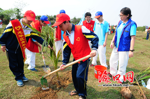 學(xué)生志愿者認(rèn)真種植每一顆椰子樹(shù)。