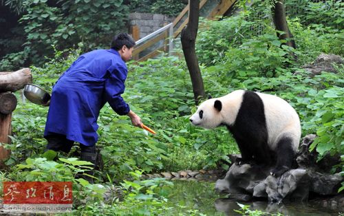 资料图片:2012年7月19日,桂林动物园饲养员在向大熊猫