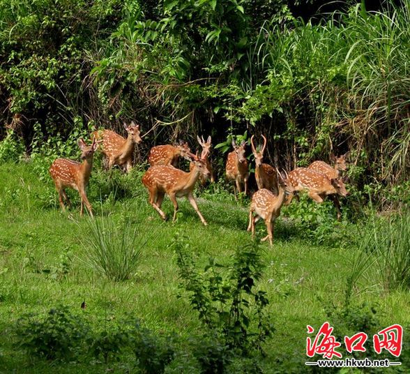 漂亮的山鹿