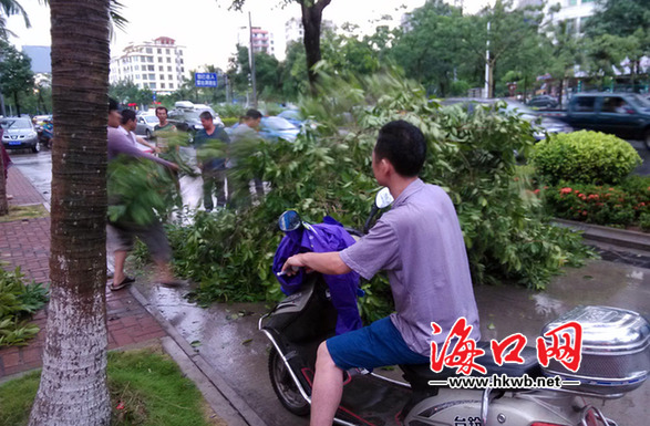 狂風暴雨后南海大道一小樹被刮段。