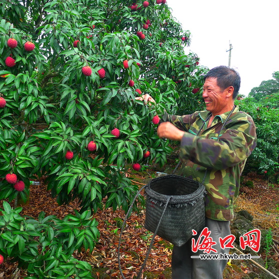 果农采摘荔枝