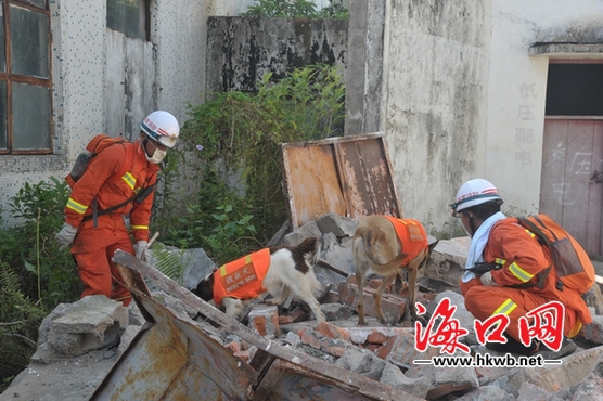 消防官兵帶來搜救犬展開救援