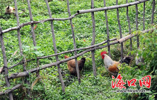 农家特色篱笆墙院