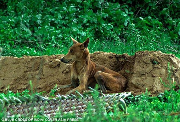 忠犬哭守主人坟断粮15日 饿到似骷髅