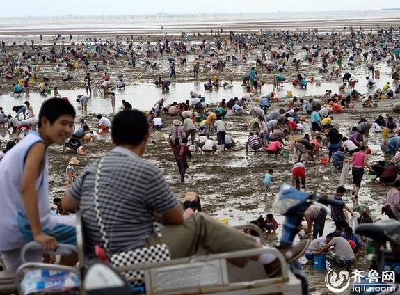 8月31日,日照岚山多岛海景区西侧海域,海水退潮后现万人"拾蛤大军,长