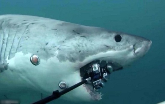 摄影师拍摄海底美景相机被大白鲨一口咬掉（图）