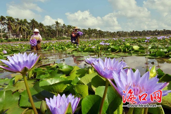 瓊山區(qū)紅旗鎮(zhèn)云雁洋睡蓮基地里上百畝睡蓮競(jìng)相怒放