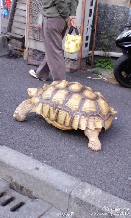 日本老爷爷在街头溜大乌龟