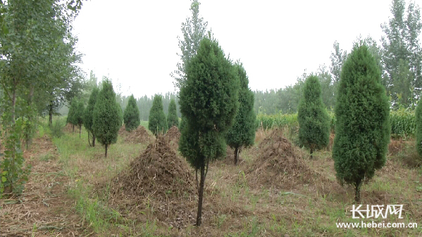 村民們在墓群周圍栽種的松柏