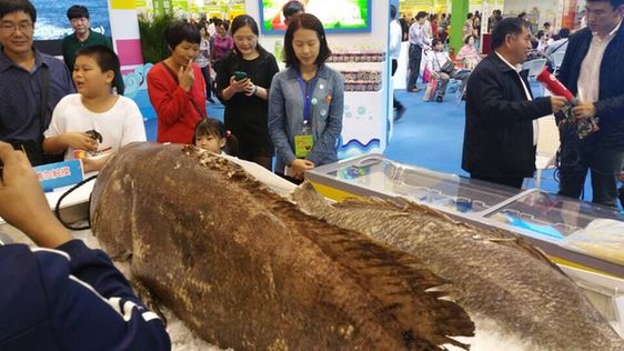  2015海南冬交会现175公斤重深海大石斑鱼