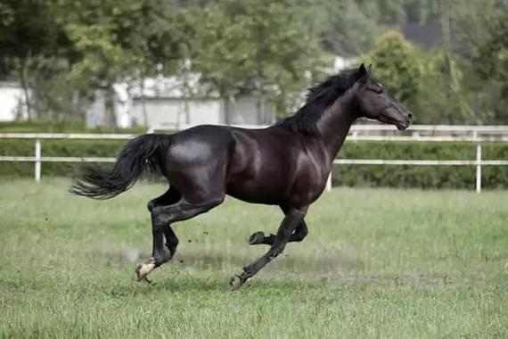荷兰温血马:华丽优雅的绝世良驹 马术骑乘的首选