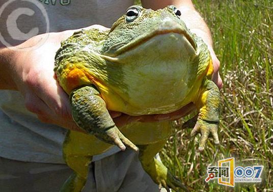非洲牛蛙凶神恶煞堪称地狱猎食者
