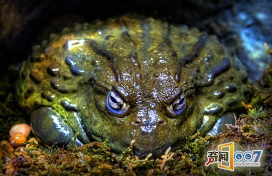 据报道,非洲有一种长相凶神恶煞的牛蛙,是来自"地狱"的可怕猎食者.