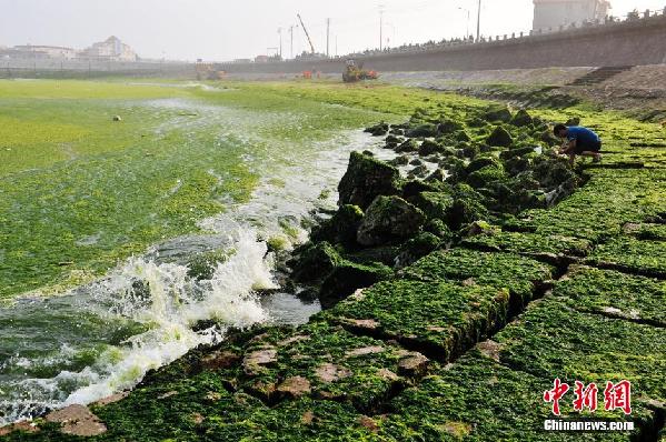 大面积浒苔入侵胶州湾 绿潮成片如草原