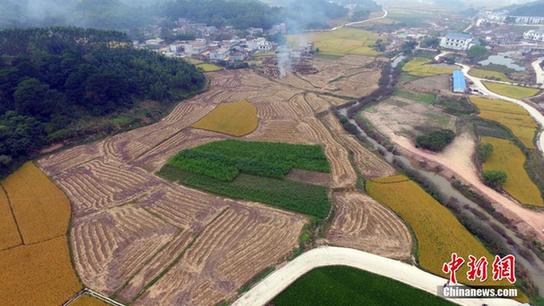 廣西賓陽(yáng)村莊創(chuàng)作稻田畫(huà)“美猴王”成旅游景點(diǎn)