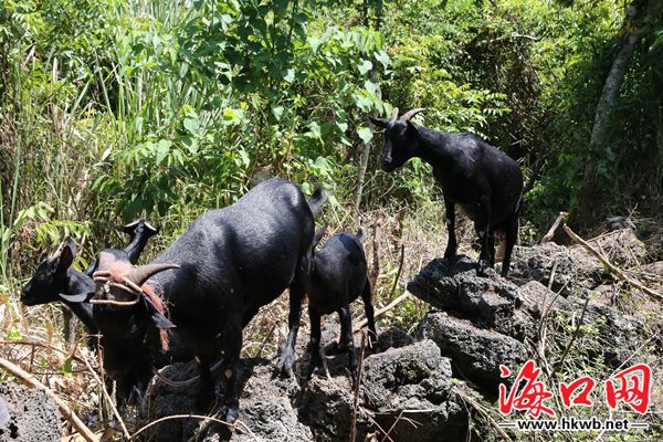 致富经养羊_致富养羊能手资料_养羊致富经