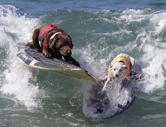 在亨廷顿海滩的&apos;“冲浪城市冲浪狗”比赛中，两只狗相互逼近。