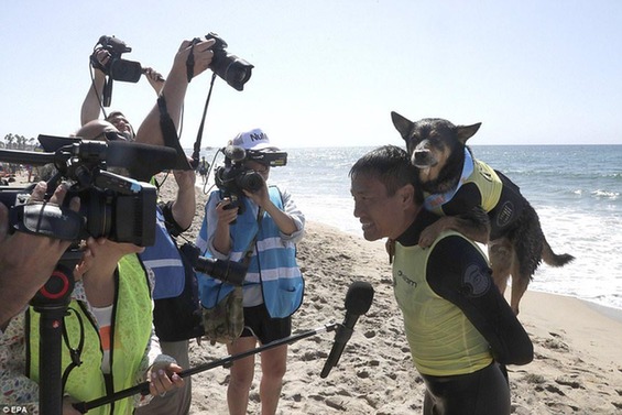 Michael Uy和他的澳大利亚凯尔皮犬Abbie Girl在成功进入了“粉碎机”类别赛的决赛后接受采访。