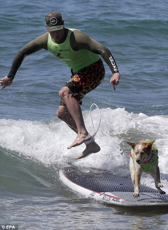 一个男人和他的狗在进行冲浪比赛。