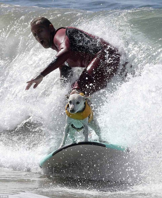 “Pawticipants”能冲浪12分钟，并被评为自信、踏浪时间长、有综合能力的狗。