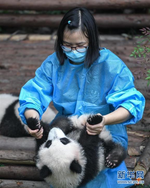 在成都大熊猫繁育研究,饲养员与大熊猫宝宝玩耍(9月29日摄).