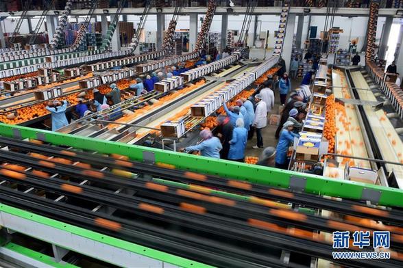 1月24日,在埃及布海拉省的一家水果包装厂内,工人在分装鲜橙.