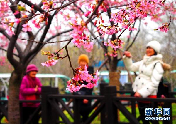 （社會(huì)）（1）上海櫻花節(jié)即將揭幕