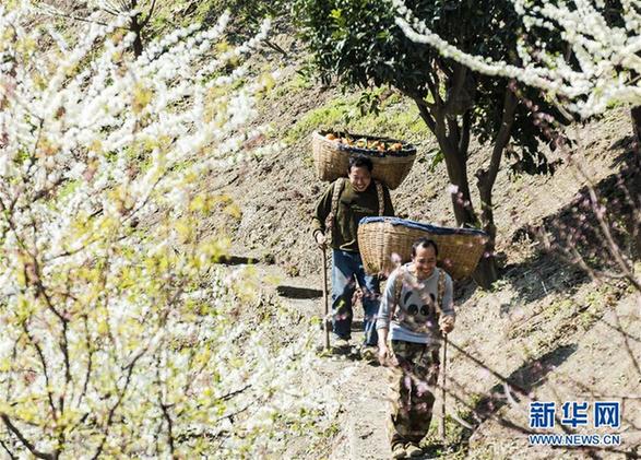 #（經(jīng)濟）（1）湖北秭歸：“紅肉臍橙”收獲上市