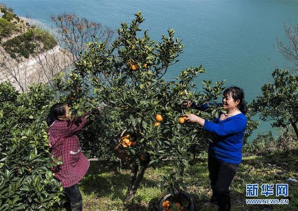 #（經(jīng)濟）（3）湖北秭歸：“紅肉臍橙”收獲上市