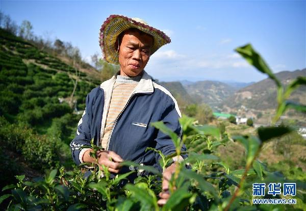(社会）（1）富硒春茶采收忙