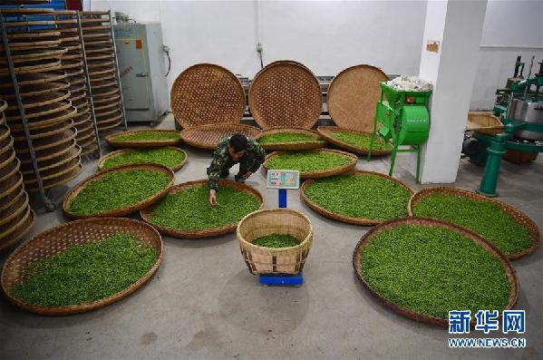 (社会）（3）富硒春茶采收忙