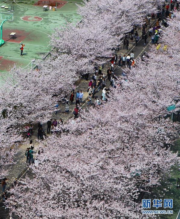 （環(huán)境）（2）上海：校園櫻花盛放