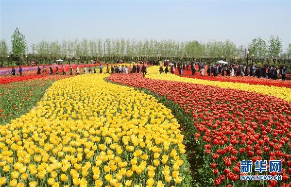 #（社會(huì)）（4）郁金香花開(kāi)引客來(lái)