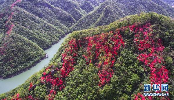 （春季美丽生态）（2）安徽金寨：山野开遍映山红 