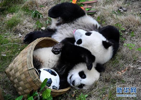 （社会）（5）熊猫“足球赛” 助威世界杯